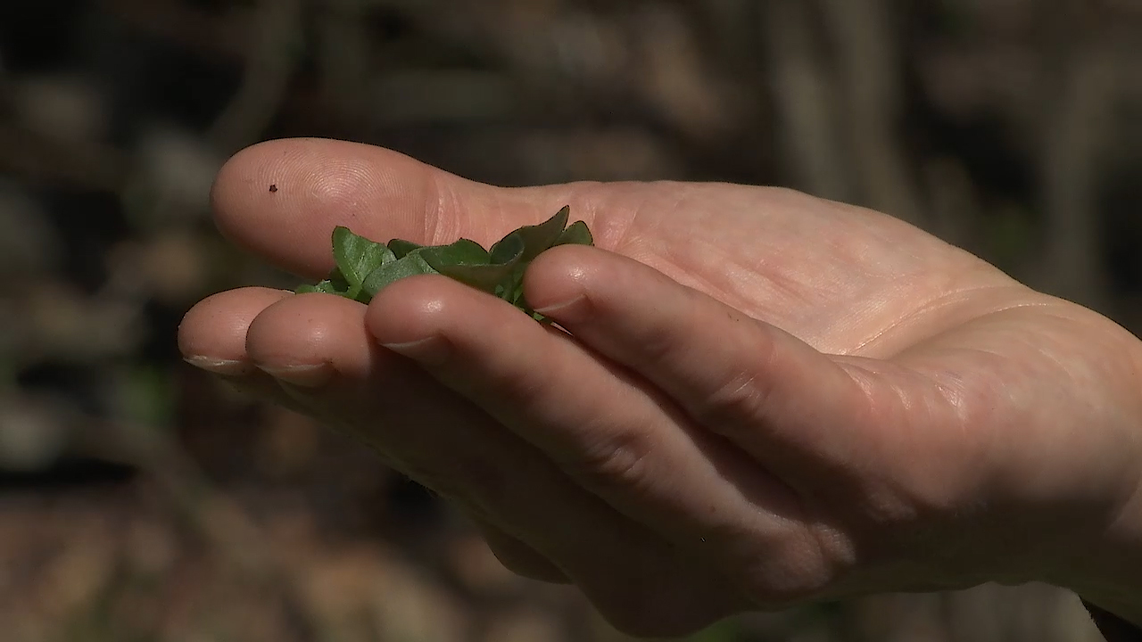 MEgional heute wieder mit den Kräutern der Region MEgional heute wieder mit den Kräutern der Region