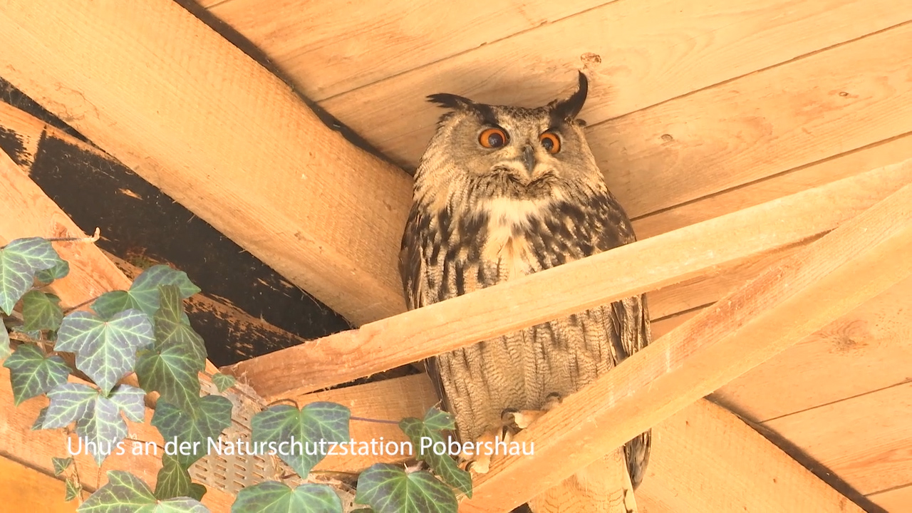 MEgional am 5. April 2019 mit einem Uhu, der für Baustopp sorgt
